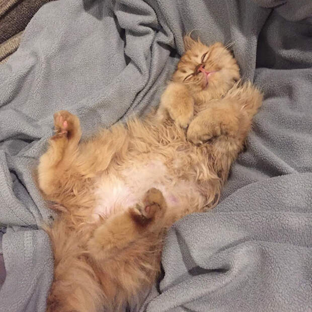 кошка которая не перестает улыбаться