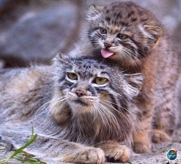 2860831589 (598x543, 220Kb)