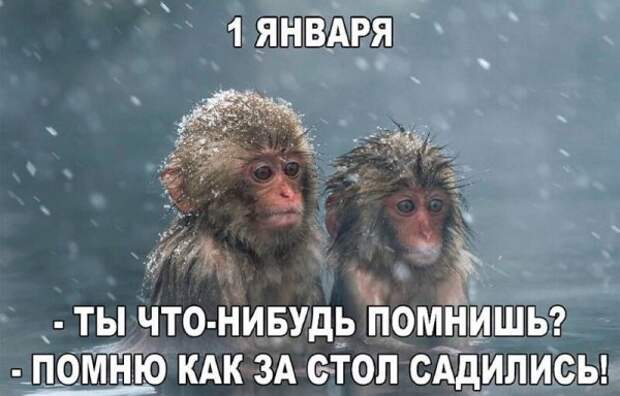 Смешные новогодние фото