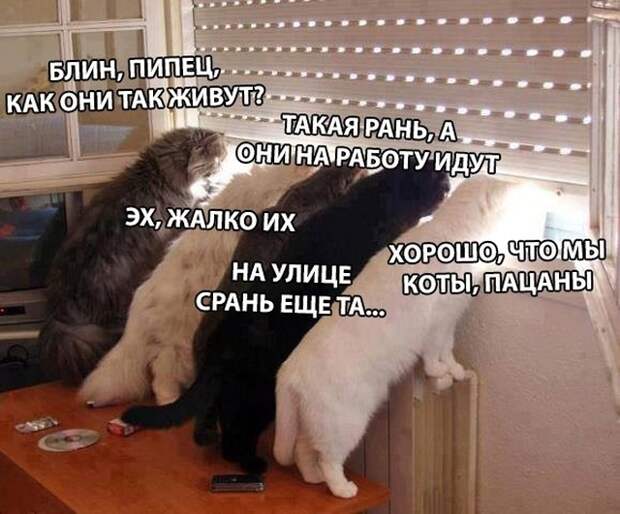 Высказывания и мысли пользователей социальных сетей