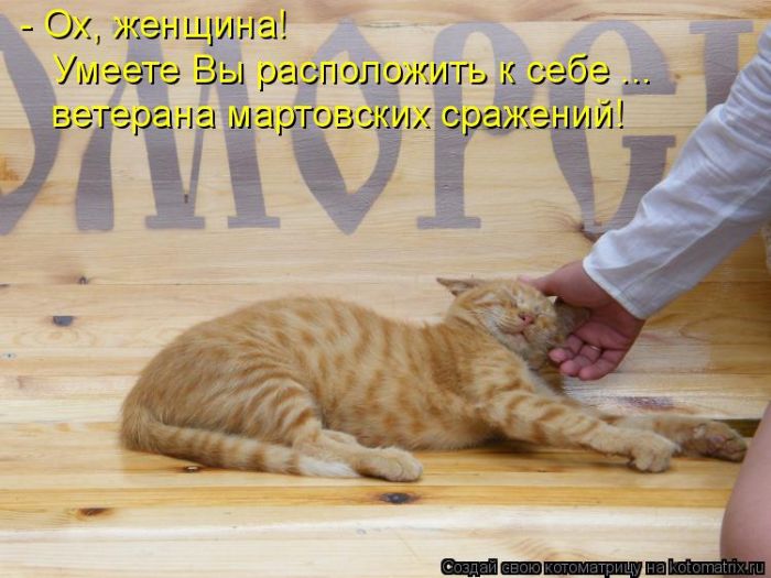 Лучшие котоматрицы недели (50 фото)