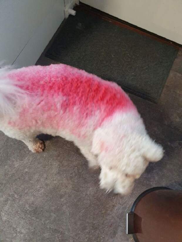 Розовая полоса на собаке