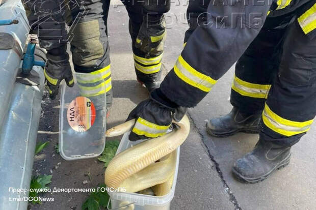 В Москве спасатели поймали желтую змею на улице в центре города