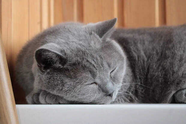 Ветеринар Костикова объяснила, почему кот постоянно просит есть