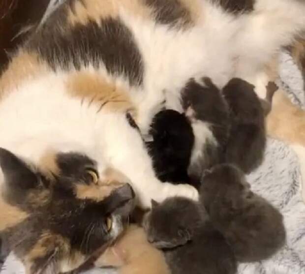 Котята едят Кошка кормит детей