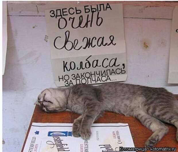 Лучшие котоматрицы недели (50 фото)