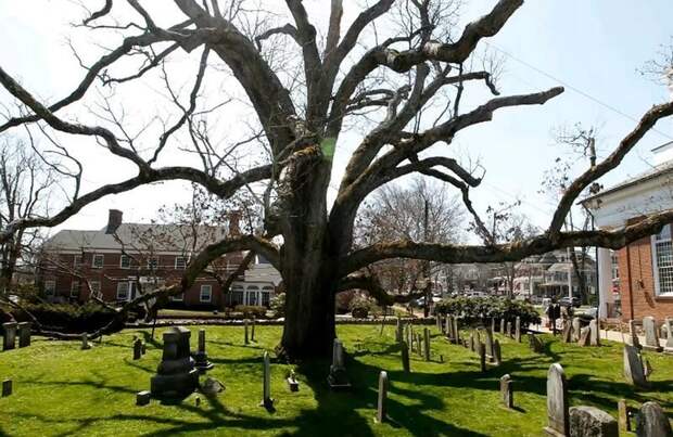 Дерево Смерти (Tree Of Death) растет в Зелёном Парке (Green Park), который находится прямо рядом с Букингемским дворцом (Buckingham Palace) бывает же такое, деревья, жизнь, интересное, растения, факты
