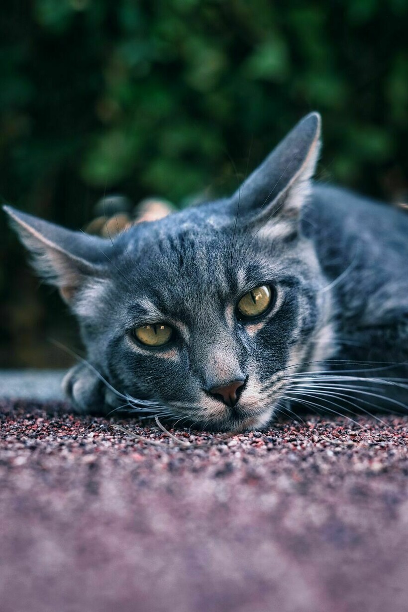 Блог - На Кипр за котами: 12 колоритных фотографий бездомных кошек Лимассола На Кипр за котами: 12 колоритных фотографий бездомных кошек Лимассола