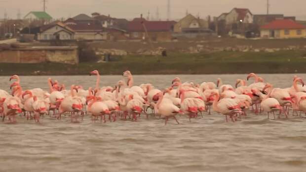 Фламинго в Крыму, посреди зимы, охиреть)