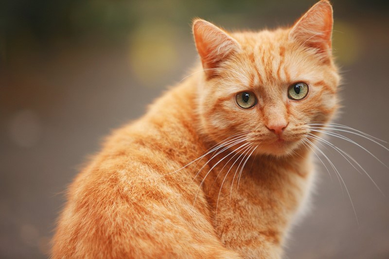 клещи у кота