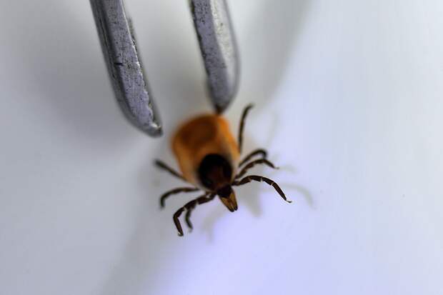 Москвичам ответили на вопрос о клещах в марте