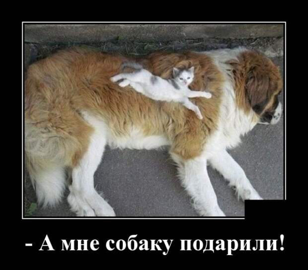 Демотиваторы (30 фото)