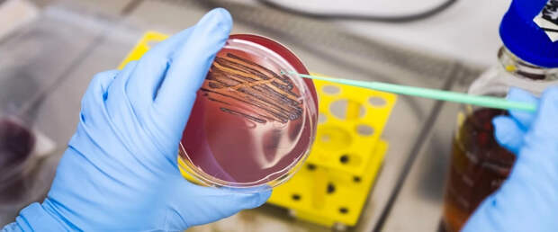 Новая зубная паста уничтожает только патогенные бактерии, сохраняя микробиоту полости рта