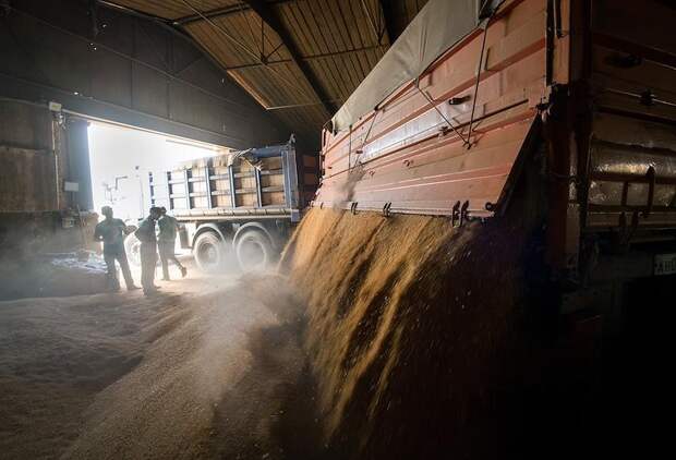 Китай охладел к российской пшенице