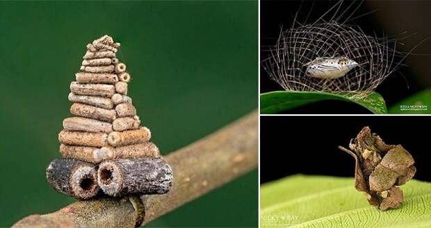 Mysterious-Structures-Insects