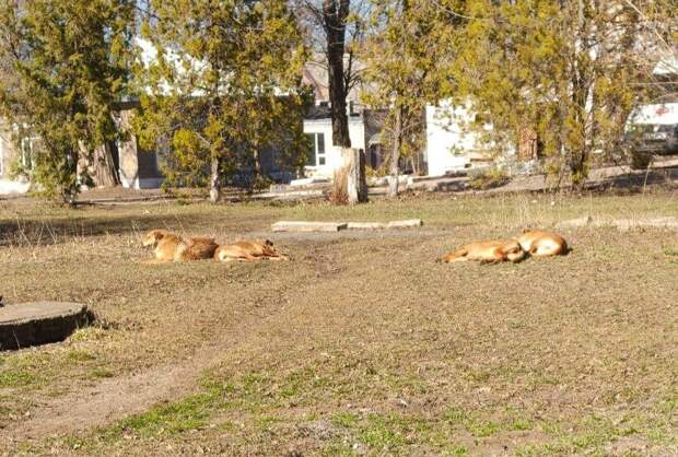 собаки возле детской больницы на Гвардейке. если честно то страшно за детей, которых собачки могут покусать https://t.me/webmoney_dn/316716