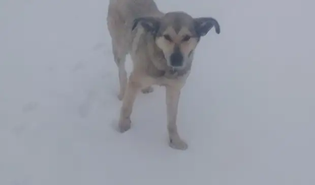 В Ижевске заключили контракт на отлов бездомных собак