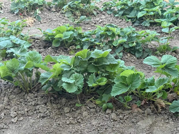 Добавьте это в ведро с водой — и клубника попрет так, что соседи обзавидуются: рецепт из аптеки