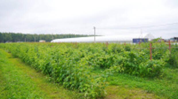 Размер земельных участков для предоставления фермерам в Ивановской области увеличили до 150 га