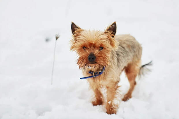Глазами любимцев: как на самом деле видят нас кошки, собаки и попугаи