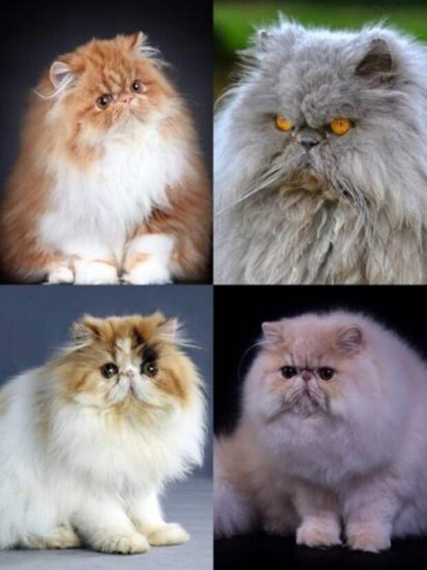 Персидская кошка: шедевр длинной шерсти и королевского характера.