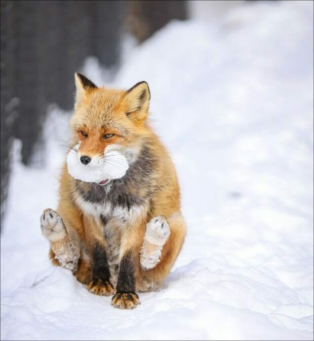 фотоприколы