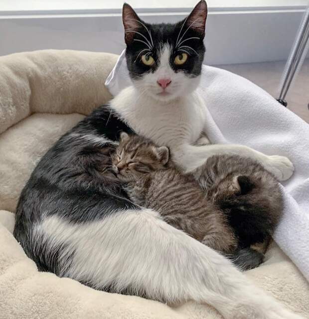 помощь кошке с котятами кошка с котятами