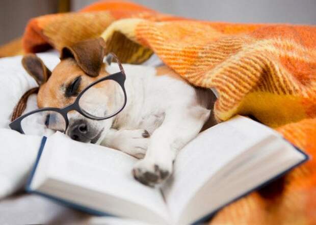 Глупость по-викториански: обучение собак чтению.