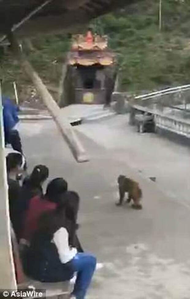 The monkey and its clan mate chases the man into a room