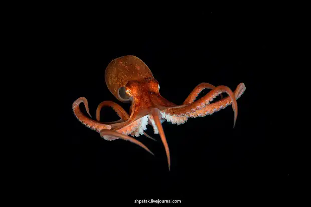 ������ ���������� �������� ��������