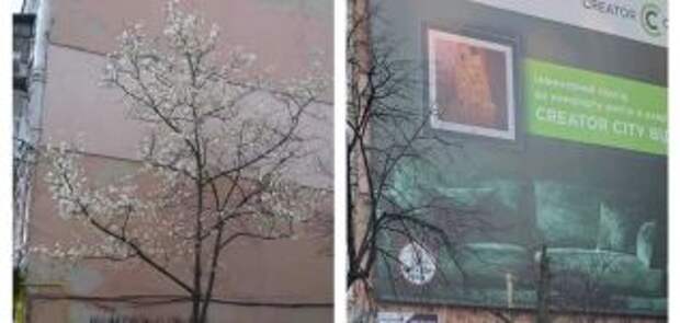 В Киеве ради рекламы обрезали редкое дерево