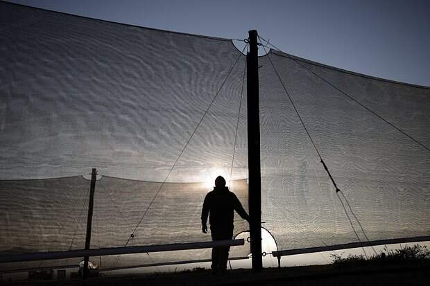 Orlando Rojas, president of the Atacama fog catcher group, checks fog catchers, meshes suspended between two poles that intercept small bits of moisture to collect water from the air in the Atacama Desert, in Chanaral, Chile June 10, 2025.