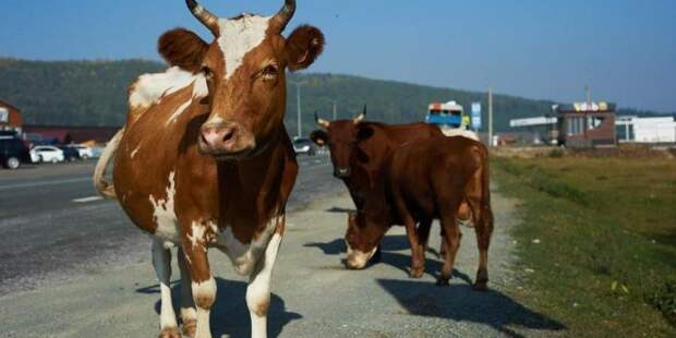 Молоко рекой: российские фермеры вынуждены сливать продукцию из-за завалов на складах и белорусского наплыва