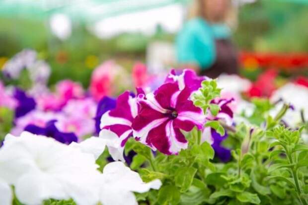 Шикарное цветение без хлопот: сорта петуний, которые не подведут