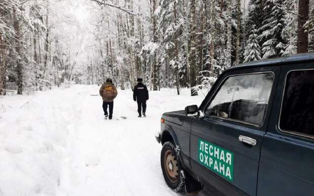 В рязанских лесах провели 820 новогодних рейдов по елкам