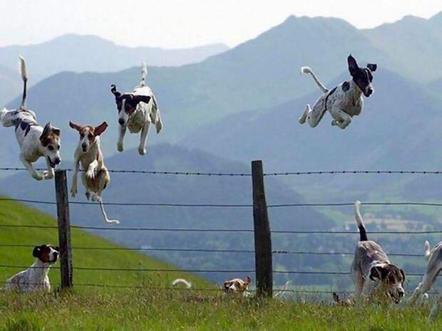 Фото животных в прыжке