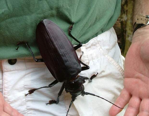 Как выглядит дровосек-титан, самый большой в мире жук