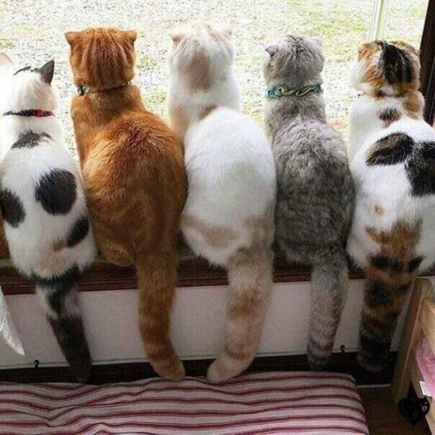 Субботний котопост коты, кошки, приколы с котами., смешные коты