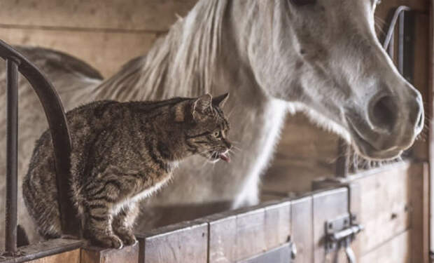 Кот вырос в конюшне и теперь считает себя лошадью