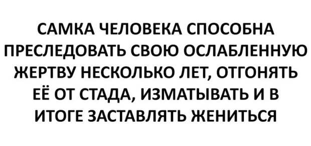 Смешные картинки с надписью для поднятия настроения (11 фото)