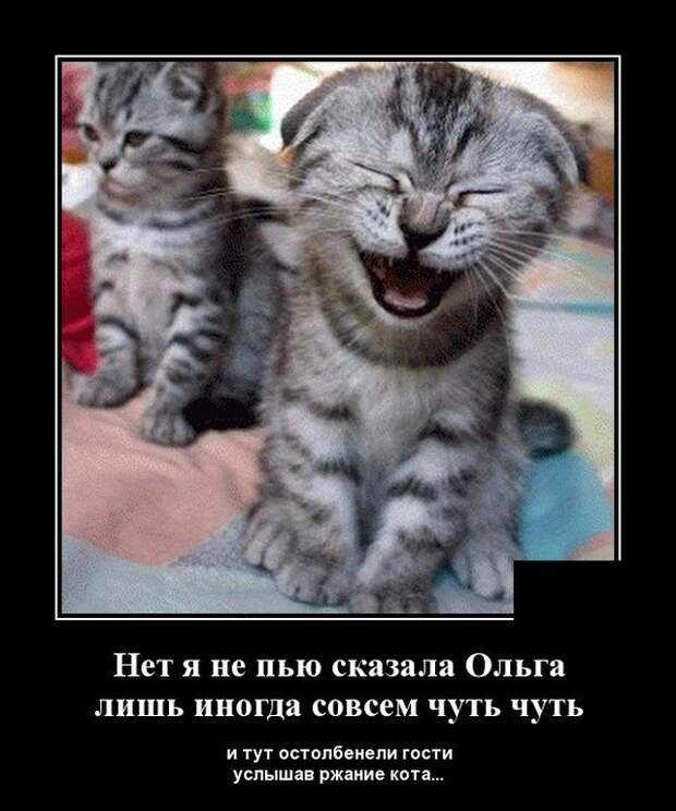 Демотиватор про котика