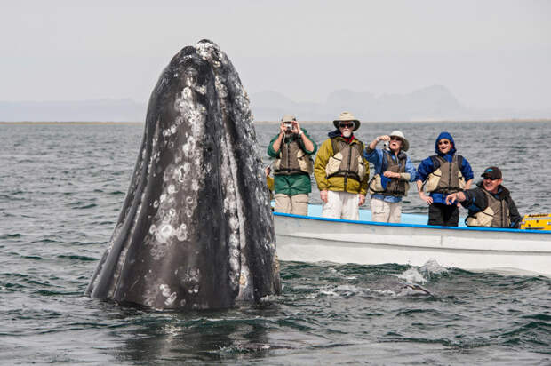 Ласковый серый кит встреча, кит, серый кит, тихий океан