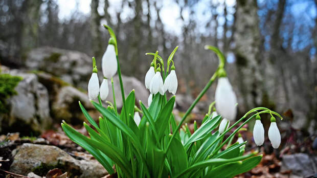 Россиянам грозит до 9 лет тюрьмы за сорванные подснежники