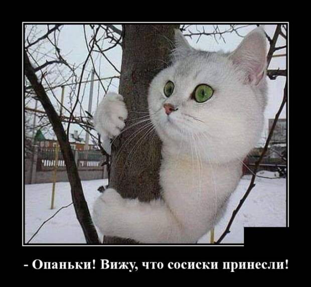 Демотиваторы (30 фото)