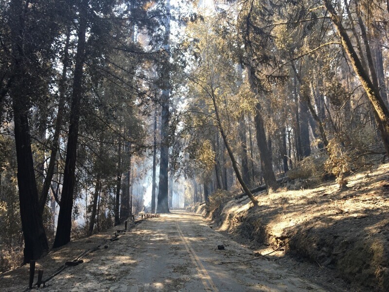 Из первых уст: Заблудиться в трёх секвойях, или Прогулка по парку Big Basin