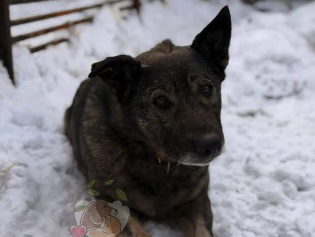 Собачке из челябинской пиццерии поможет четвероногий сосед
