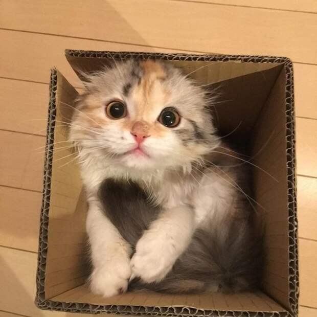 Взгляд, полный глубокого раскаяния и мольбы гифки, коты, фото