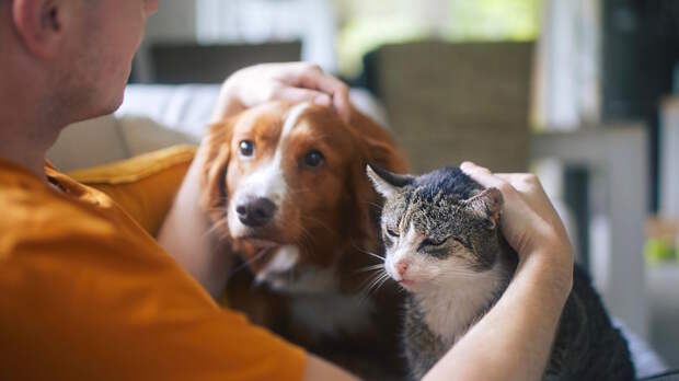 Обязательную идентификацию домашних животных предложили ввести в России