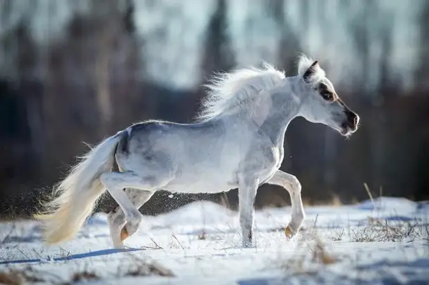 Bigpicture ru stock photo white horse running in the