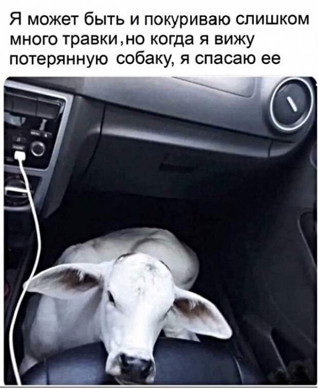 Картинки с надписями, истории и анекдоты